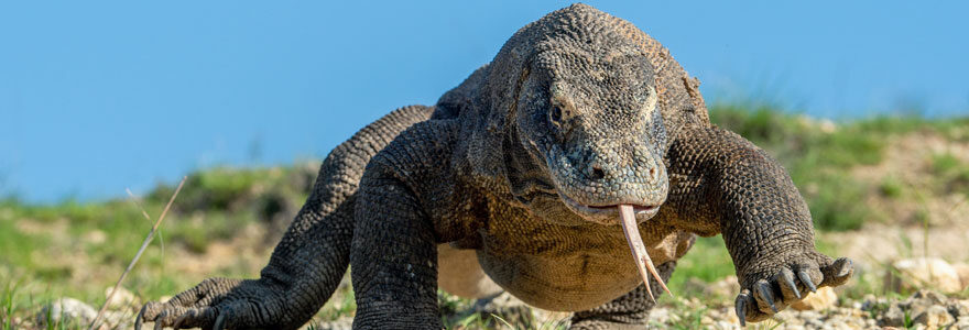 Komodo